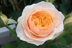 朱麗葉月季有什么優點